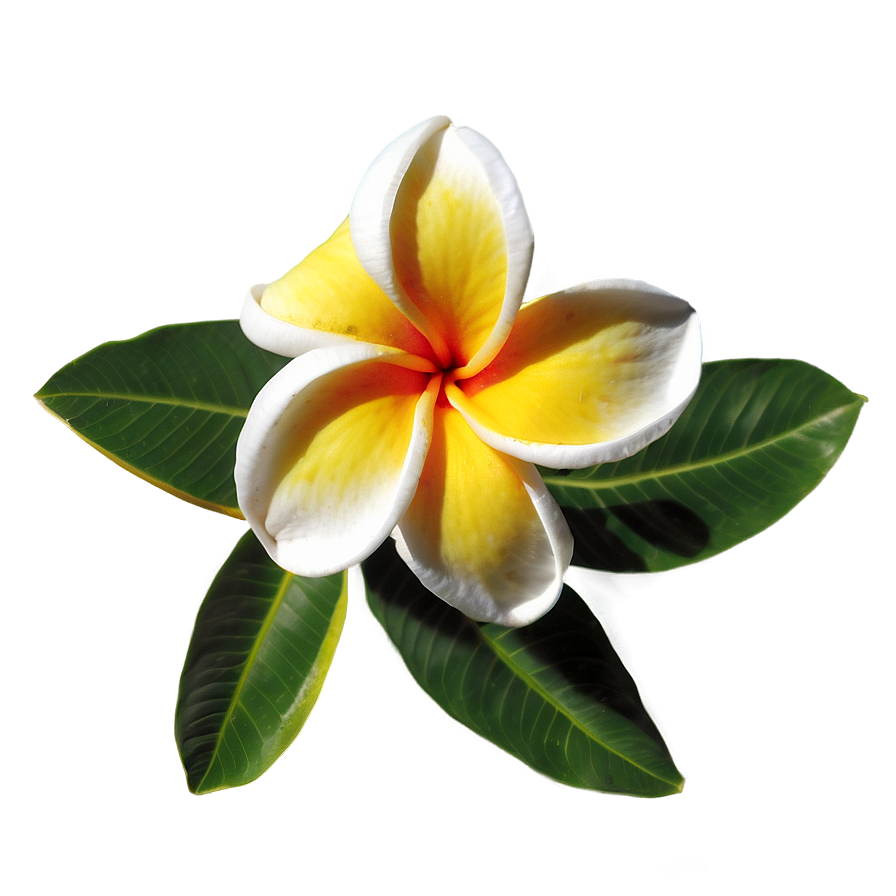 Plumeria Beauty Png Gas85 PNG Image