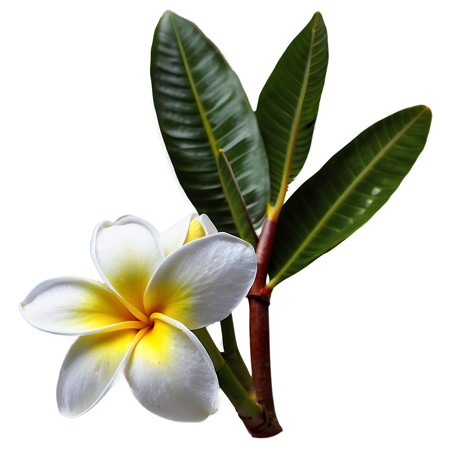 Plumeria Flower Png Kyh91 PNG Image