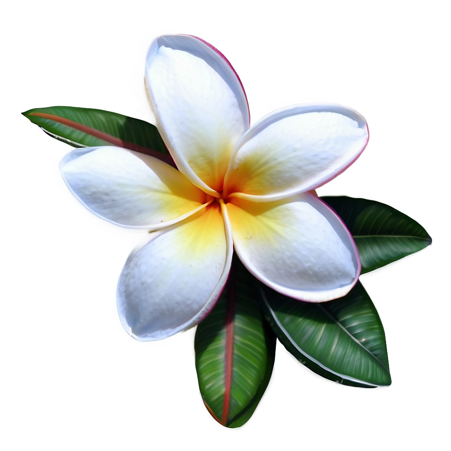 Plumeria Illustration Png 17 PNG Image