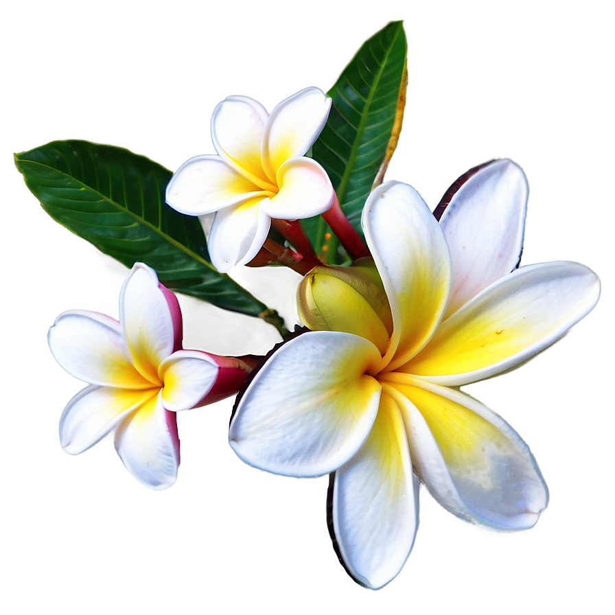 Plumeria Outline Png 55 PNG Image