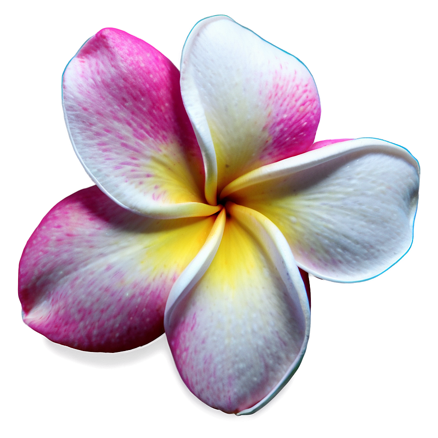 Plumeria Sunset Png 06272024 PNG Image