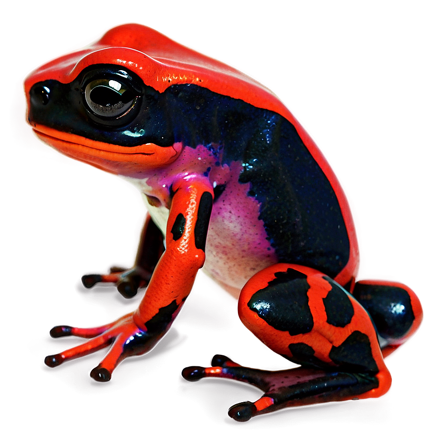 Poison Dart Frog Survival Strategy Png Cme PNG Image