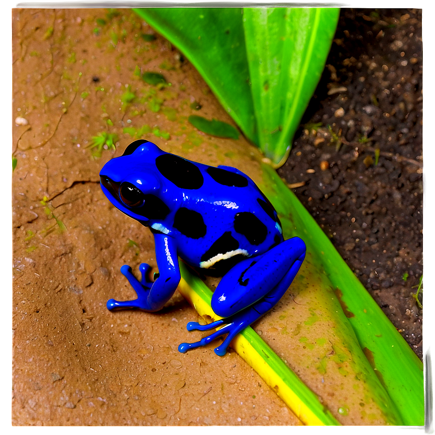 Poison Dart Frog Survival Strategy Png Htj28 PNG Image