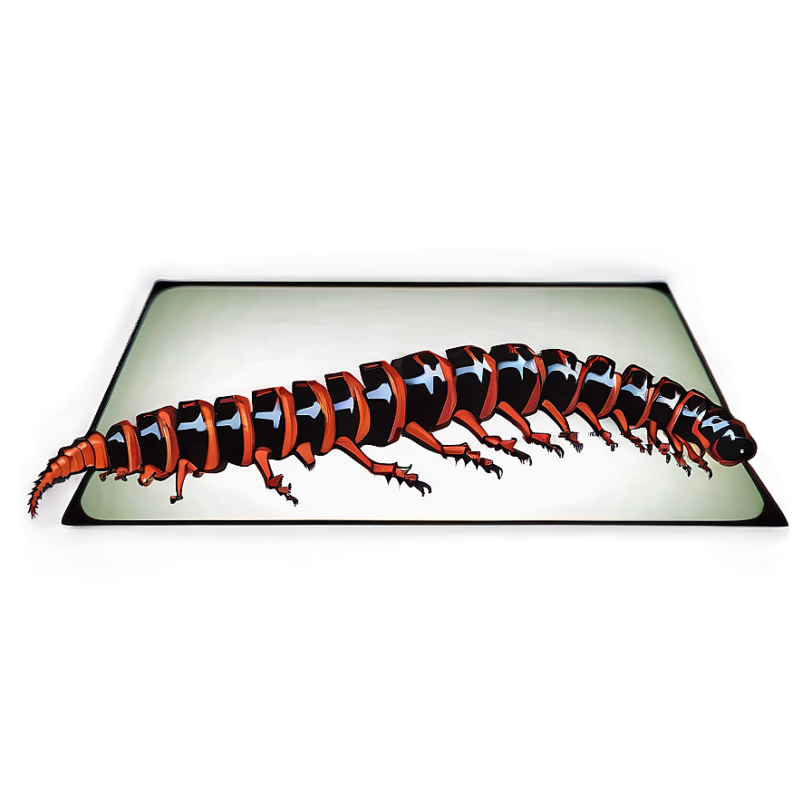 Poisonous Centipede Alert Png Vfn19 PNG Image