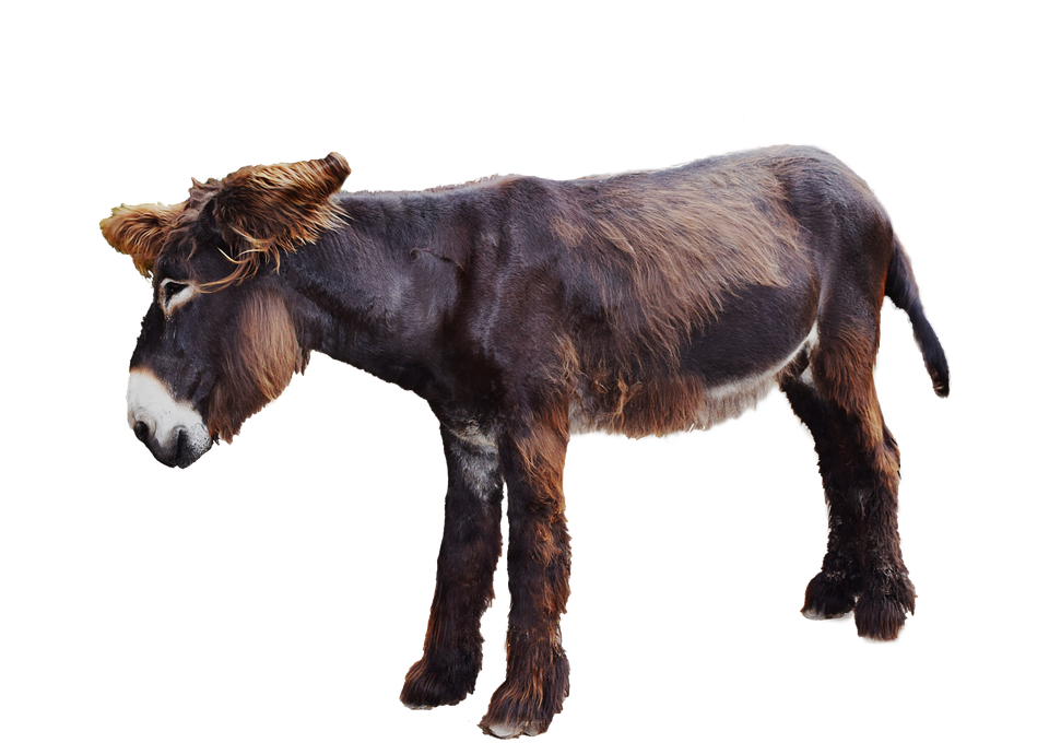 Poitou Donkey Standing Profile PNG Image