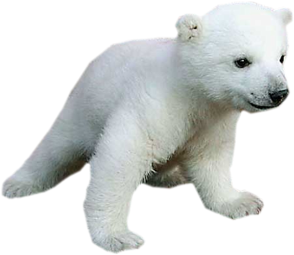 Polar Bear Cub Walking PNG Image