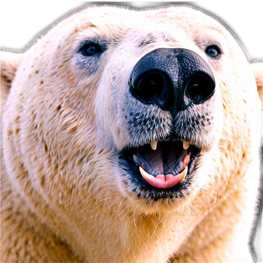 Polar Bear Face Image Png 06292024 PNG Image