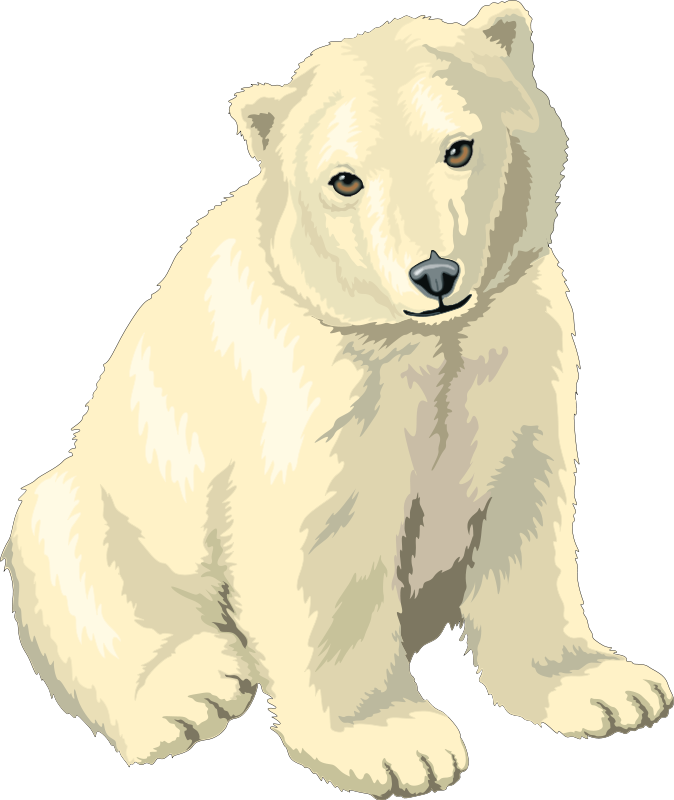 Polar Bear Illustration PNG Image