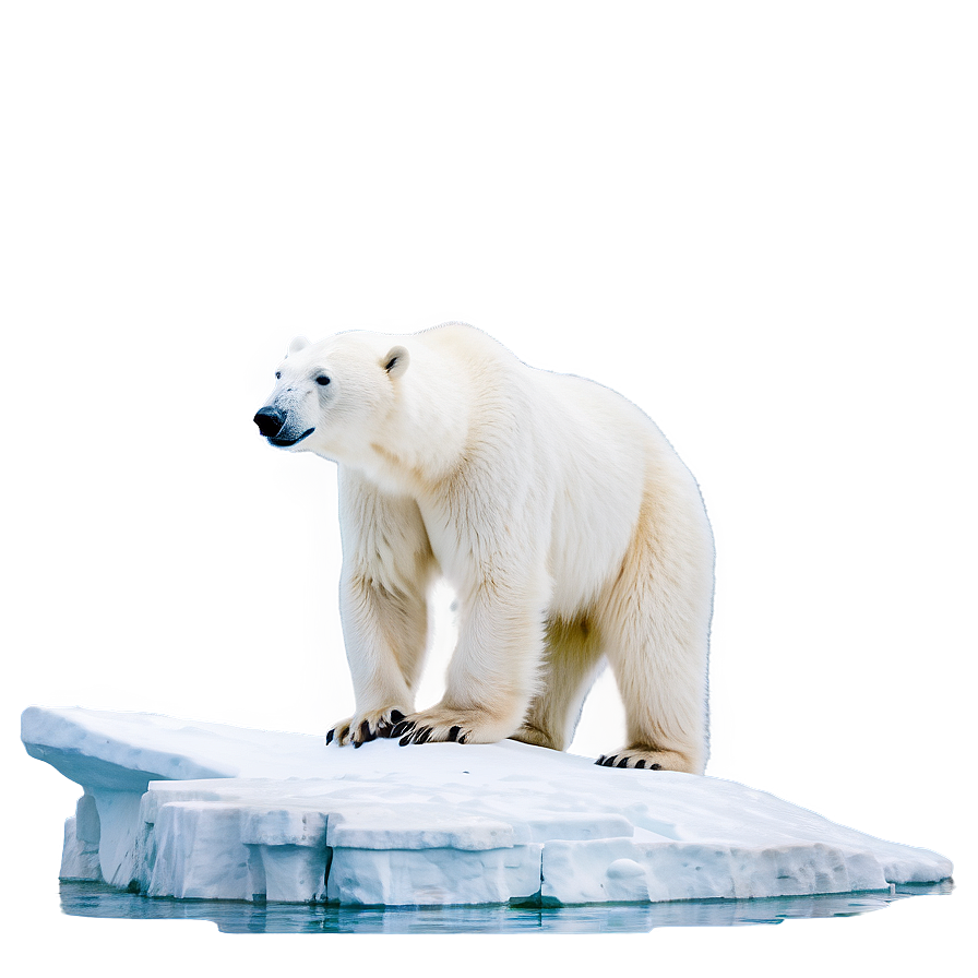 Polar Bear In Habitat Png 66 PNG Image