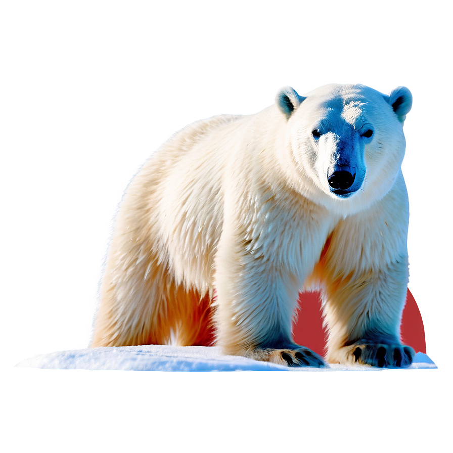 Polar Bear In Snow Png 67 PNG Image