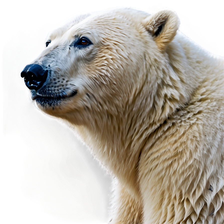 Polar Bear Looking Up Png 60 PNG Image