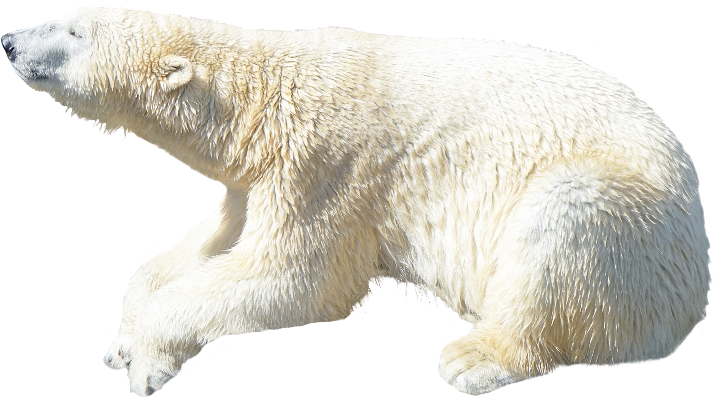 Polar Bear Profile View PNG Image