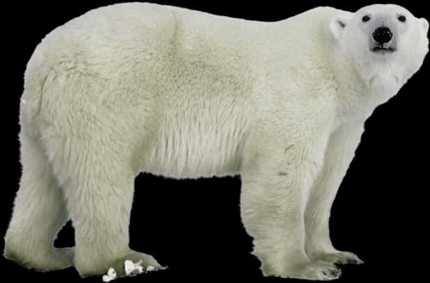 Polar Bear Standing Isolated PNG Image