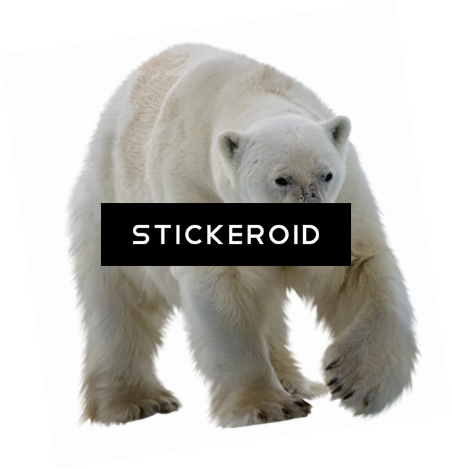 Polar Bear Walking Transparent Background.png PNG Image