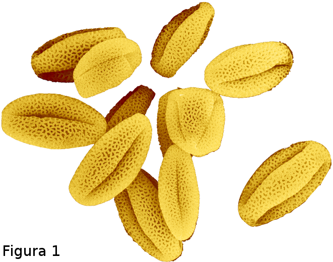 Pollen Grains Illustration PNG Image