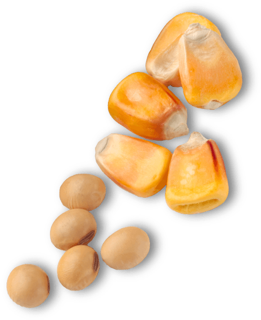 Popcorn Kernels Closeup Transparent Background PNG Image