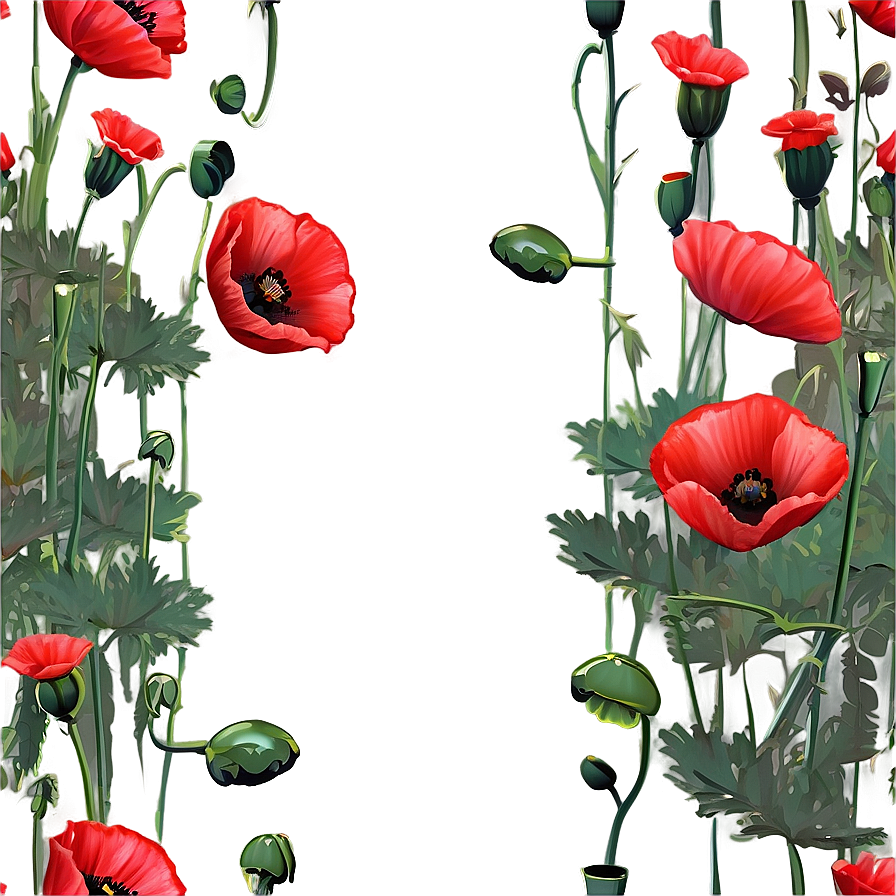 Poppies Frame Png 67 PNG Image