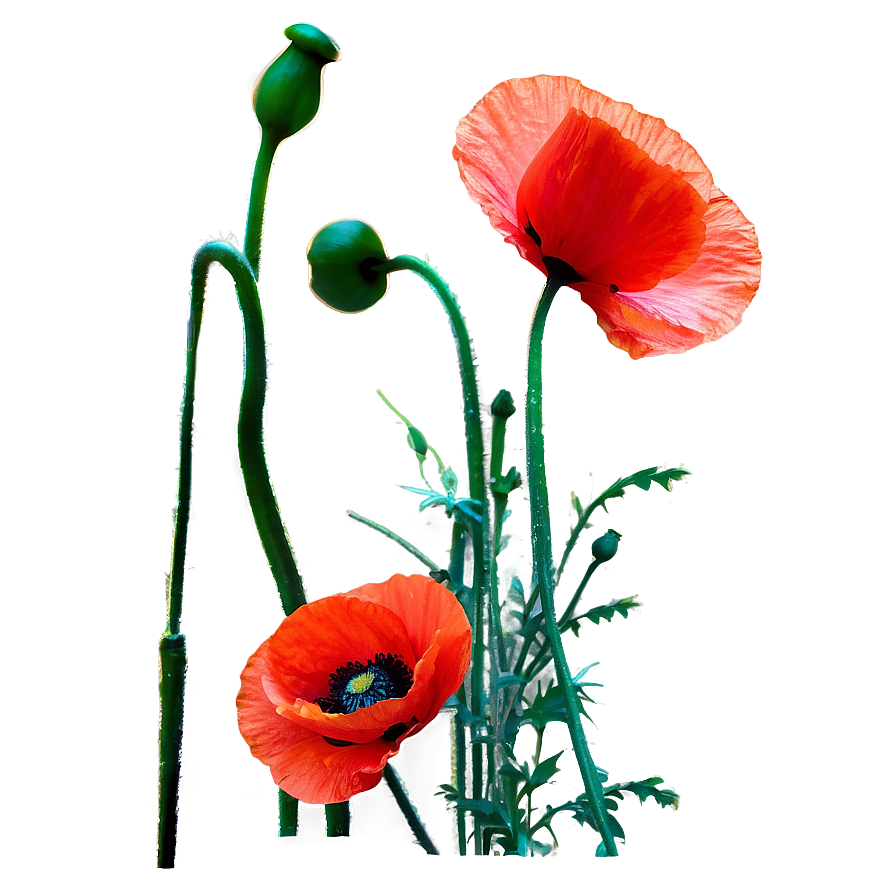 Poppies Stem Png Wdx PNG Image