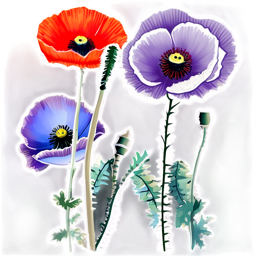 Poppy Floral Border Png 30 PNG Image