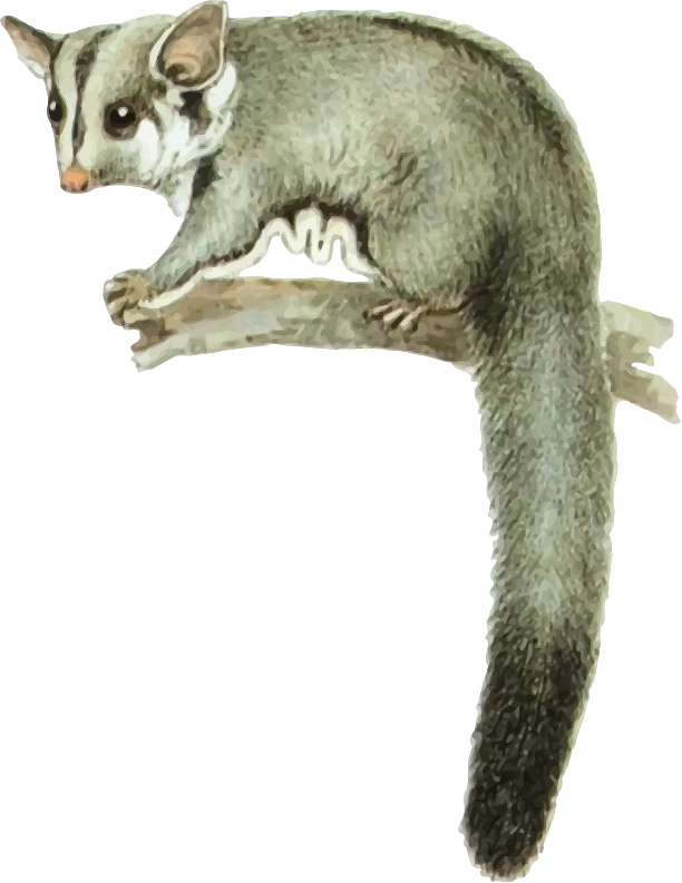 Possum On Branch Illustration PNG Image