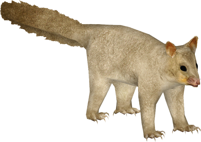 Possum Standing Transparent Background PNG Image