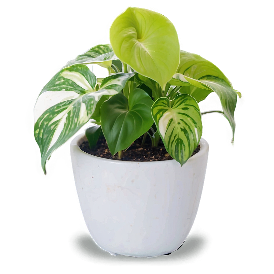 Pothos Plant Gift Ideas Png 25 PNG Image