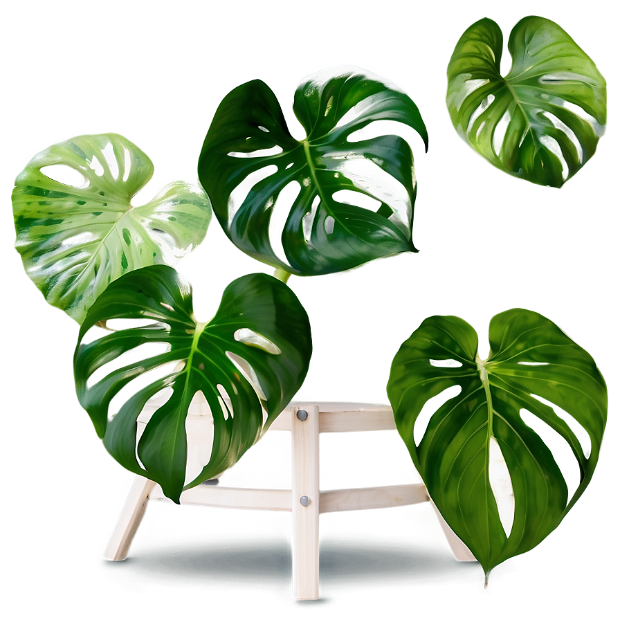 Pothos Plant Gift Ideas Png Kbj PNG Image