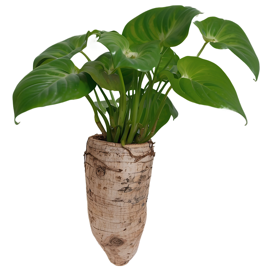 Pothos Root Rot Prevention Tips Png 06272024 PNG Image