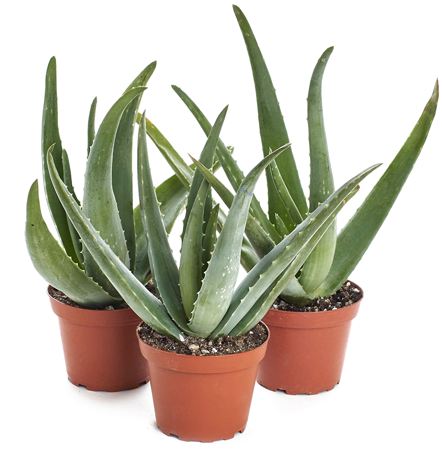 Potted Aloe Vera Plants PNG Image