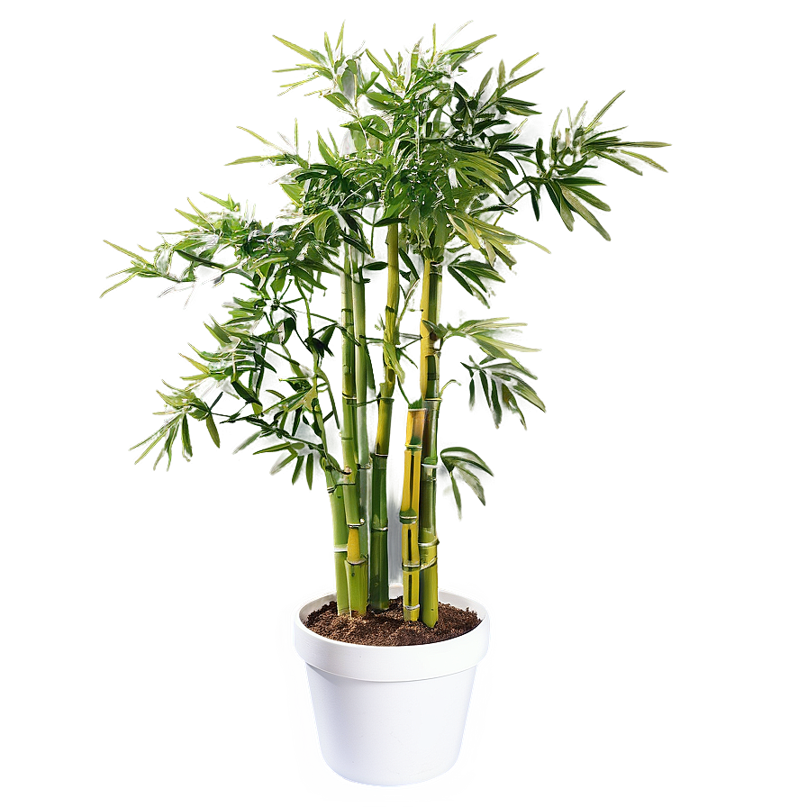 Potted Bamboo Plants Png Nxk PNG Image