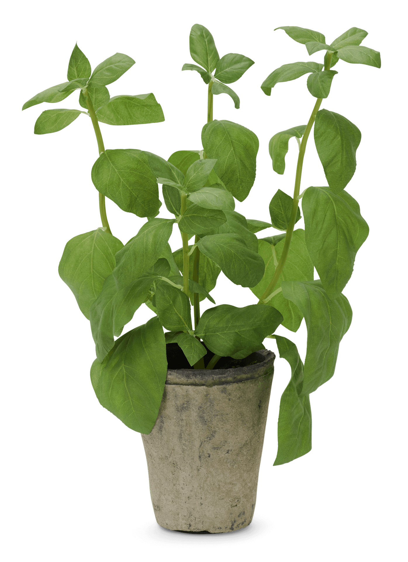 Potted Basil Plant PNG Image