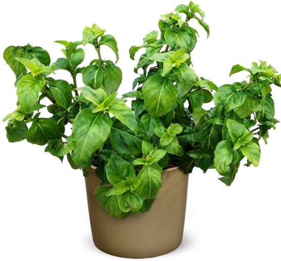 Potted Fresh Basil Herb PNG Image