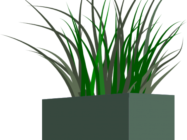 Potted Grass3 D Rendering PNG Image