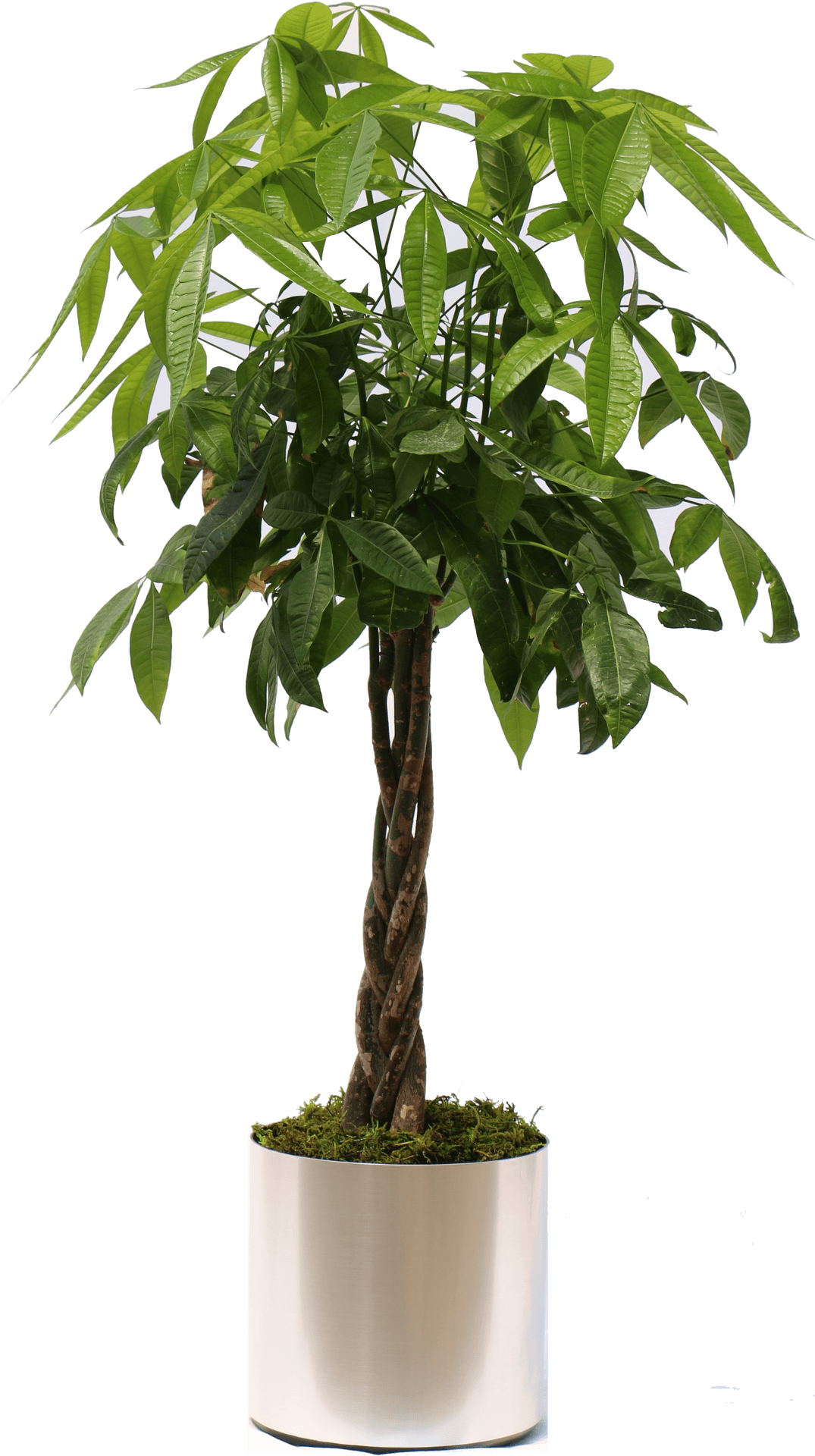 Potted Indoor Plant Modern Decor PNG Image