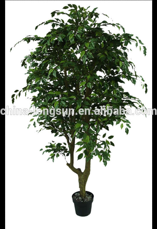 Potted Indoor Tree Isolated White Background PNG Image