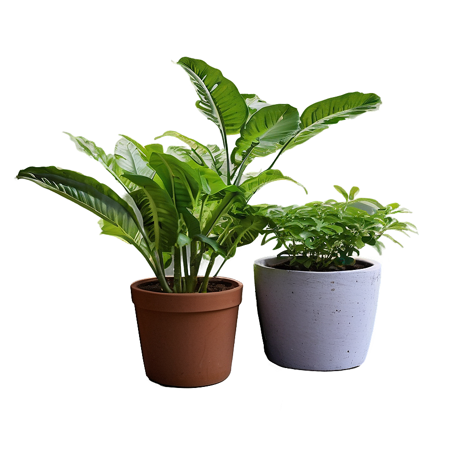 Potted Medicinal Plants Png Foj PNG Image