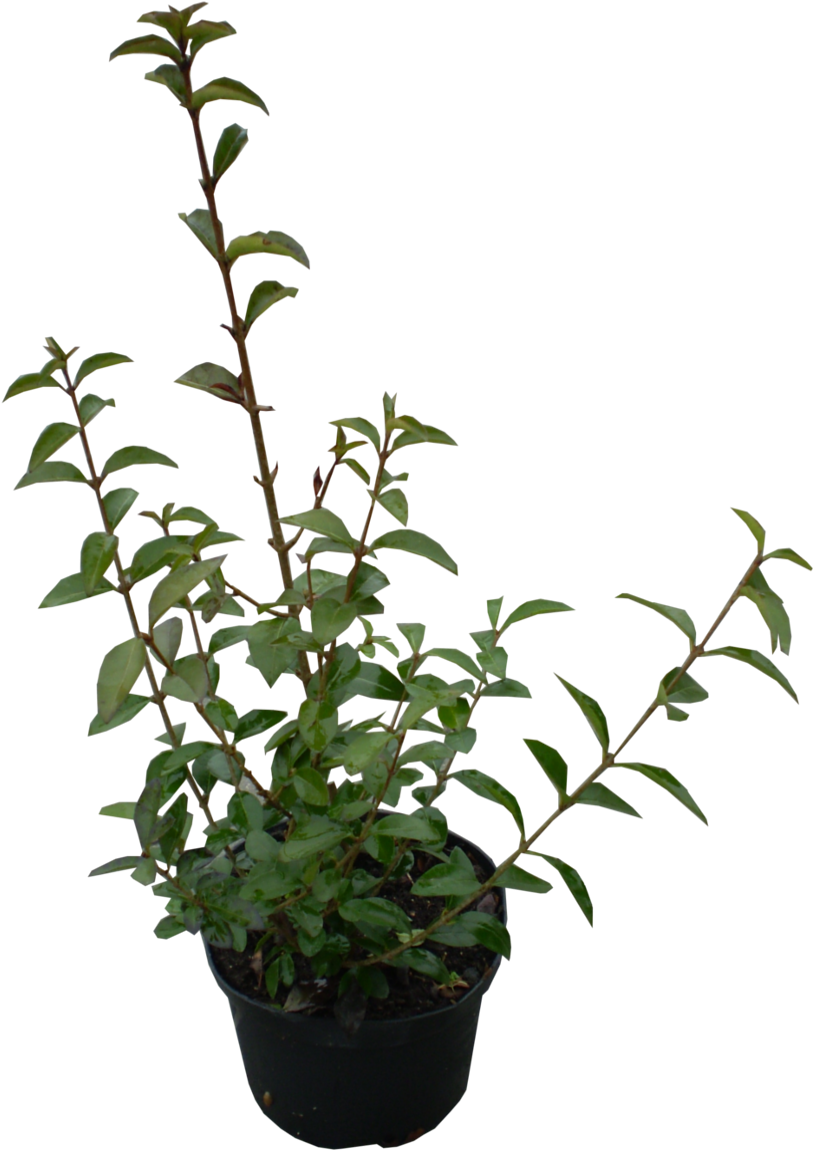 Potted Periwinkle Plant PNG Image