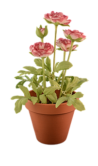 Potted Pink Flowers Black Background PNG Image