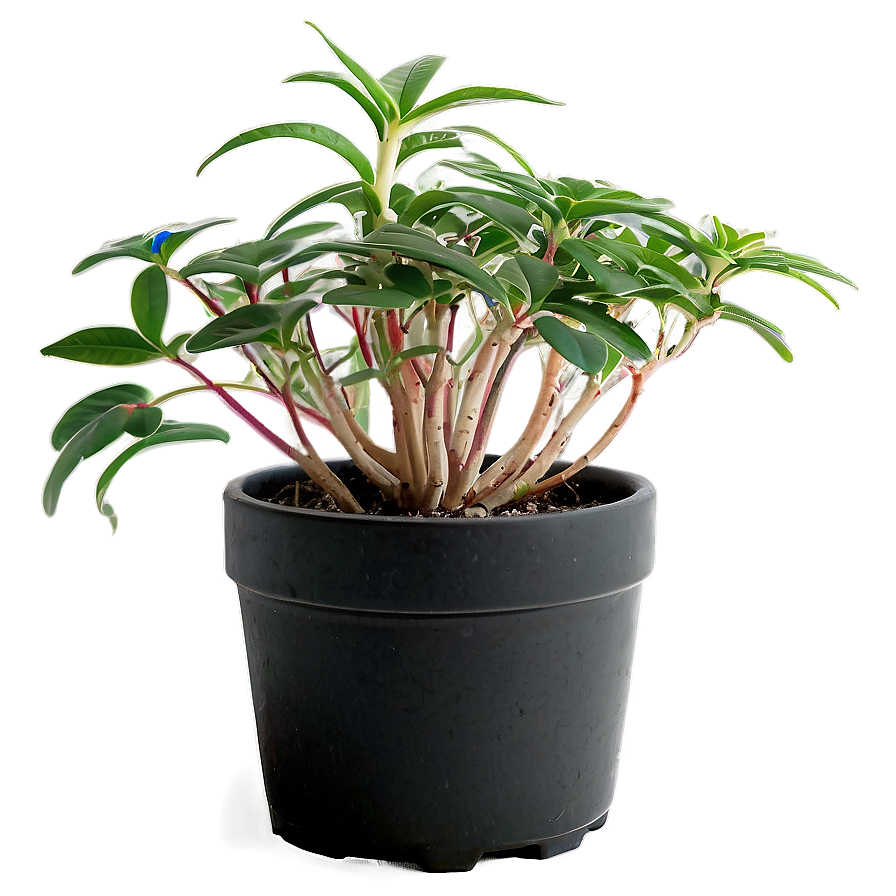 Potted Plant Propagation Techniques Png Ecb PNG Image