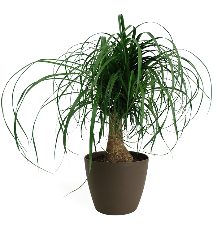 Potted Ponytail Palm Plant PNG Image