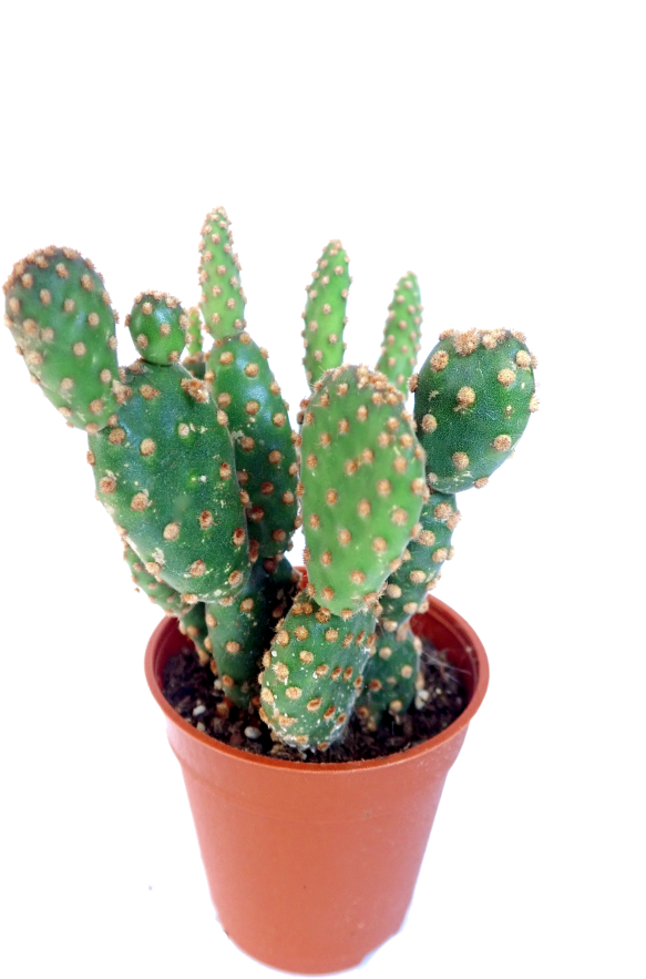 Potted Prickly Pear Cactus PNG Image