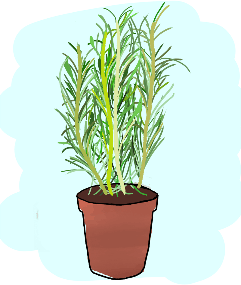 Potted Rosemary Plant Illustration PNG Image