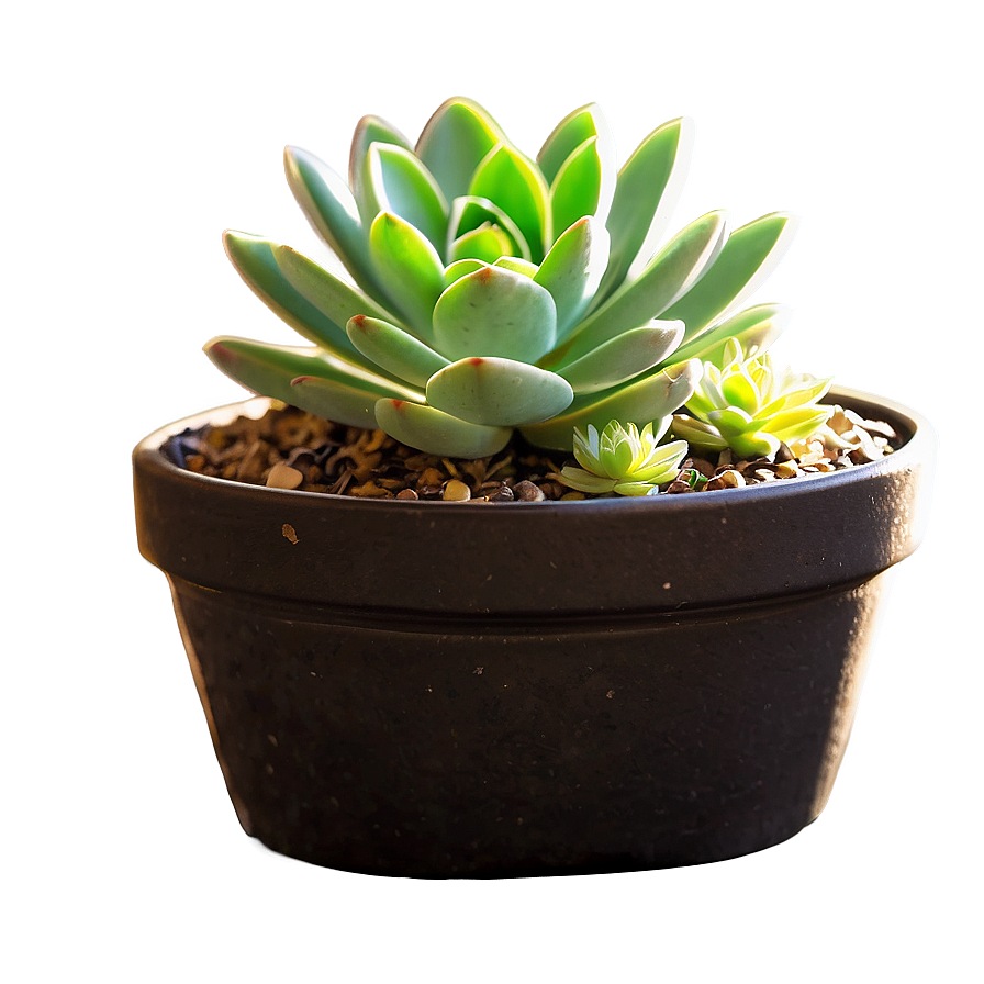 Potted Succulent Png 18 PNG Image