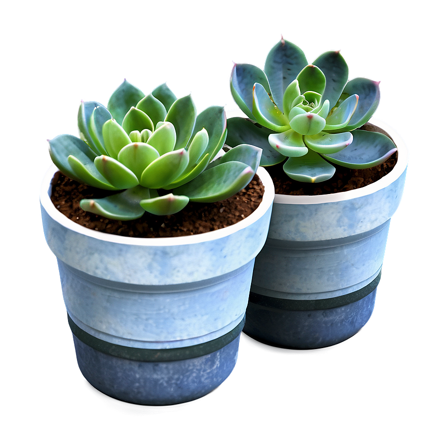 Potted Succulent Png 60 PNG Image