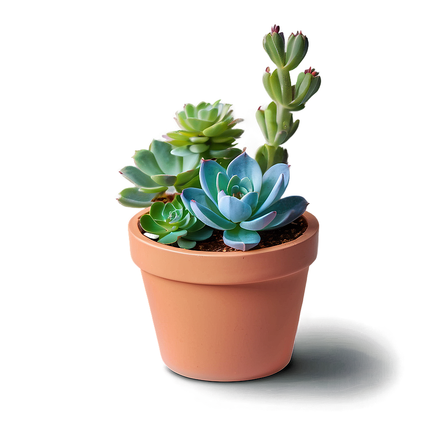 Potted Succulent Png Ryb71 PNG Image