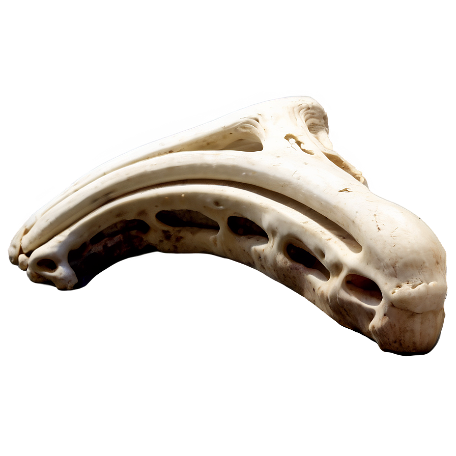 Prehistoric Animal Bone Png 34 PNG Image