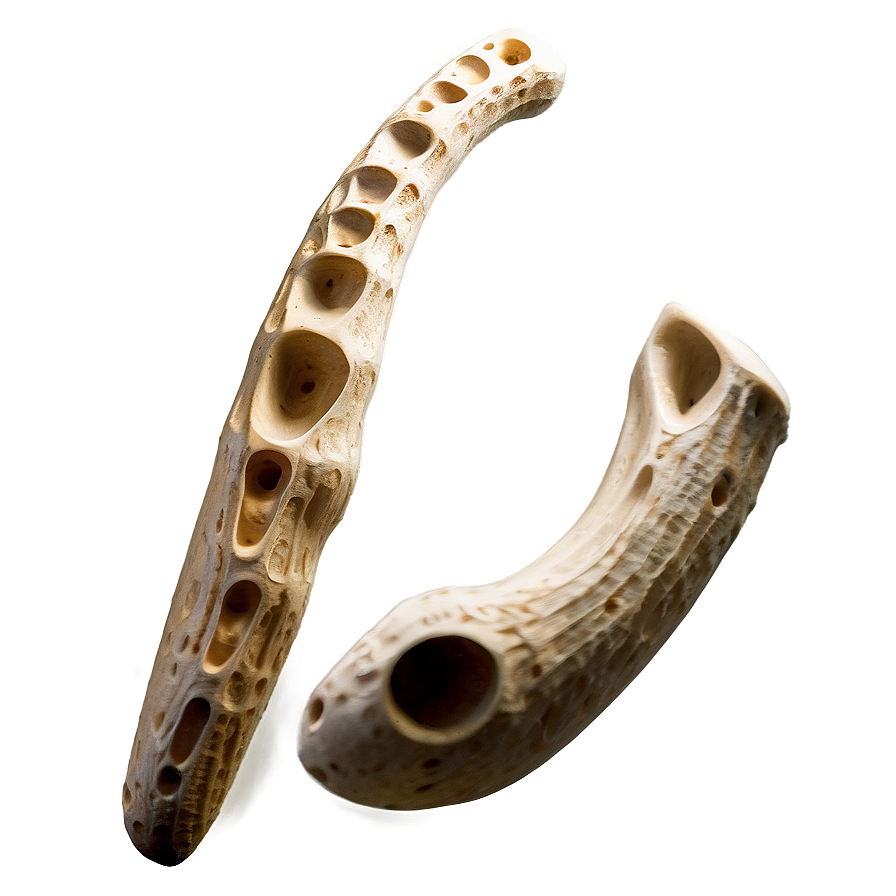 Prehistoric Animal Bone Png Ejj PNG Image