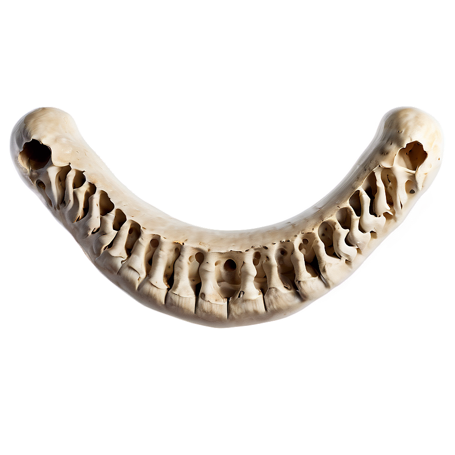 Prehistoric Animal Bone Png Ywg19 PNG Image