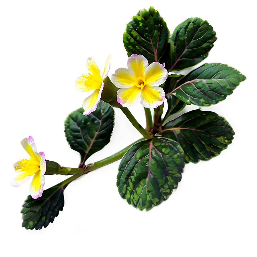 Primrose Flower Bush Png 06122024 PNG Image