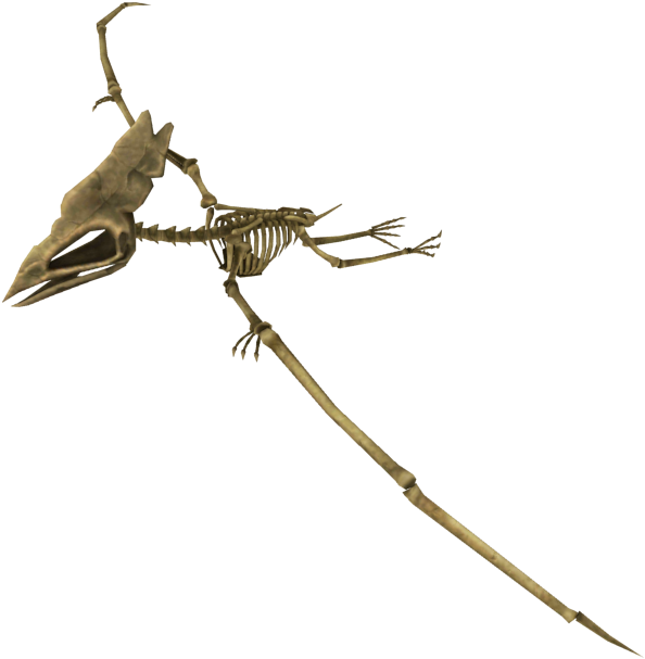 Pterosaur Skeleton Fossil PNG Image